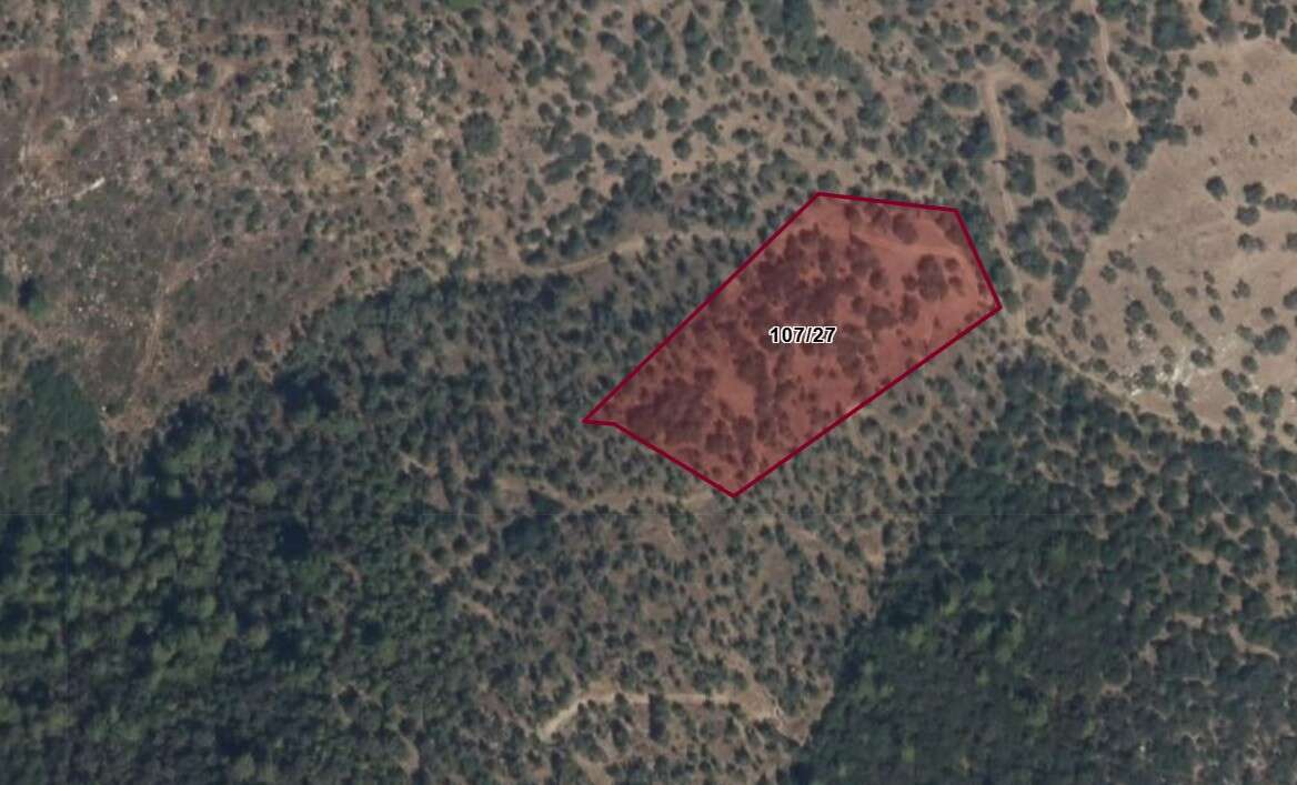 Milas’ta İki Ayrı Zeytinlik Mahkeme ve İcra Yoluyla Satışa Çıkarıldı 1